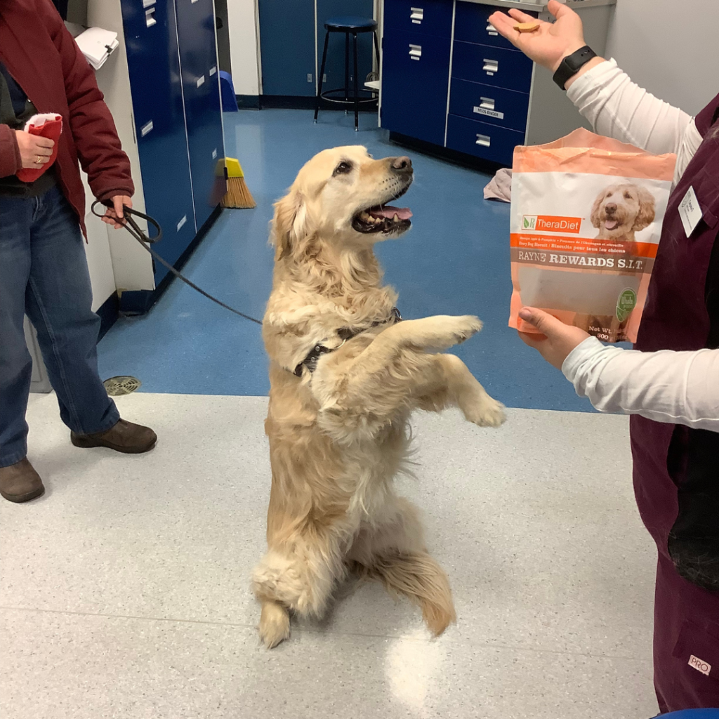 Careers at The Canadian Animal Blood Bank