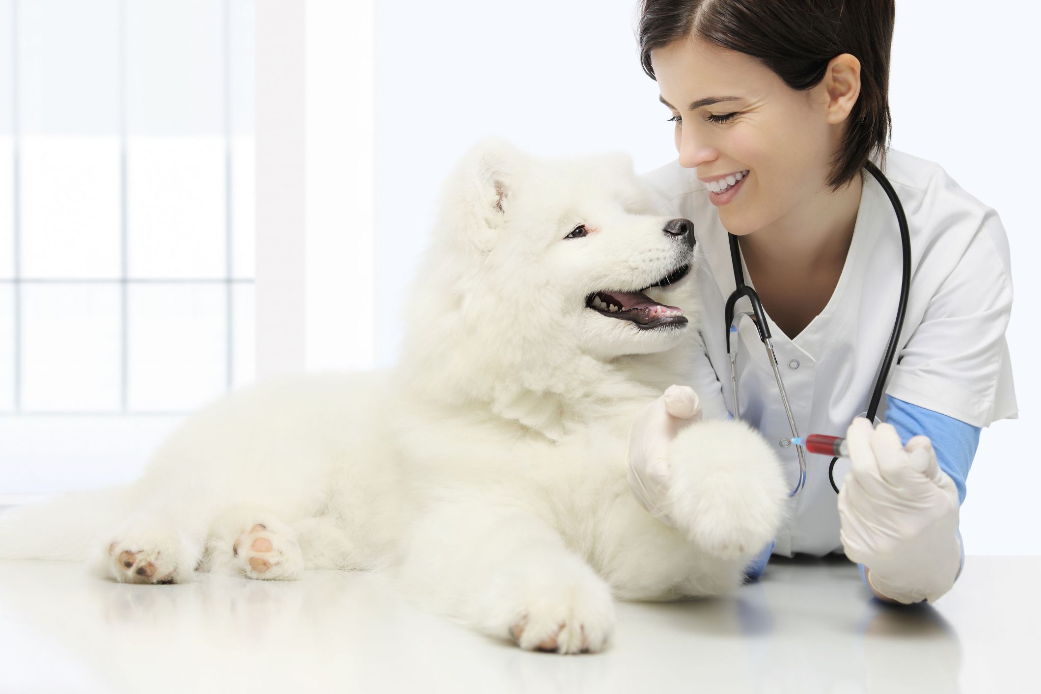 how often should a dog get blood work