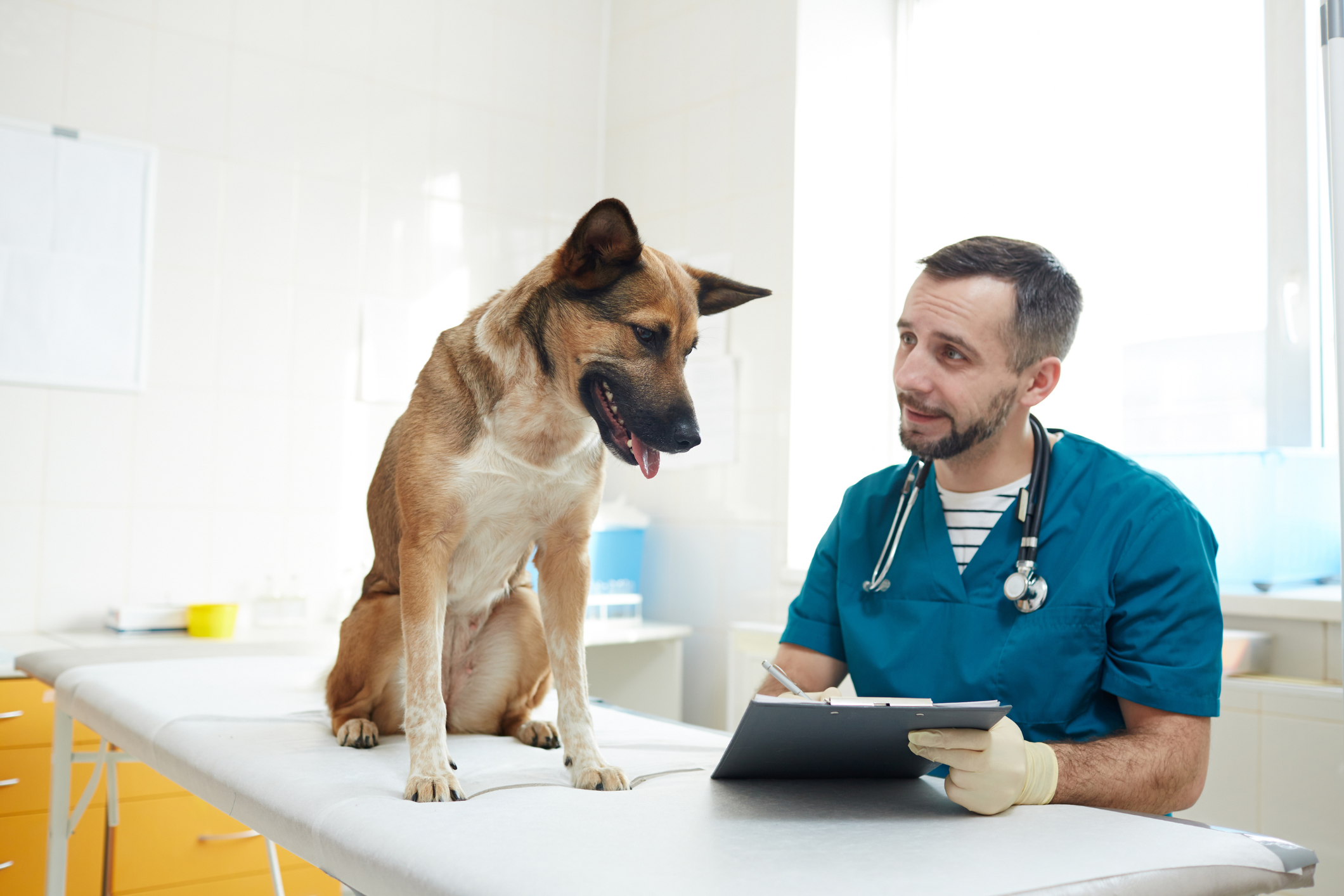 Dog learns about Blood Typing