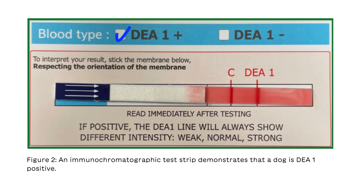 Figure 2: An immunochromatographic test strip demonstrates that a dog is DEA 1 positive.