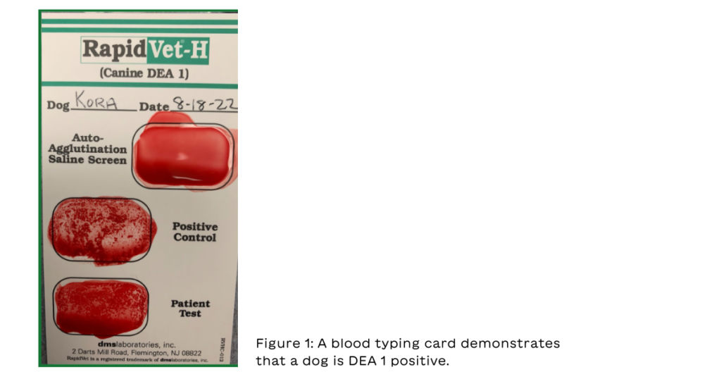 Figure 1 A blood typing card demonstrates that a dog is DEA 1 positive.